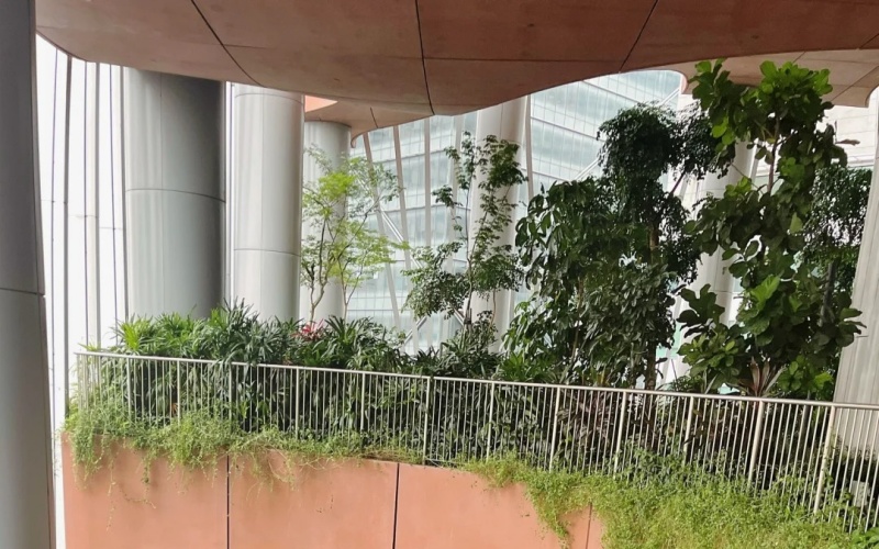 上海办公室绿植租赁花木出租商务楼绿化养护
