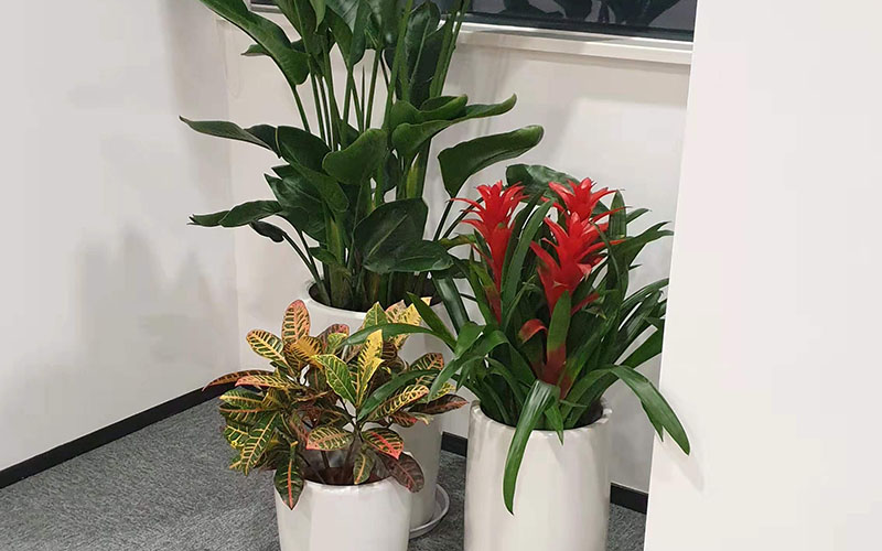 绿植租赁案例001